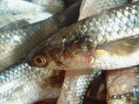 Рыбалка в Должанской, пеленгас