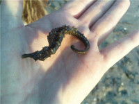 Рыбалка в Должанской, морской конёк